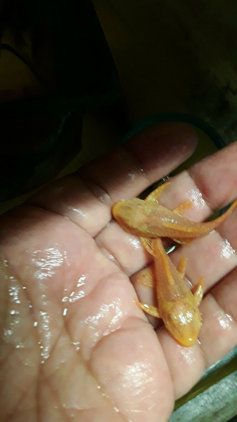 ALBINO ANCISTRUS 1.5 to 2" head to tail