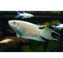 3 PACK ALBINO PARADISE GOURAMI 2" UNSEXED (Macropodus opercularis)
