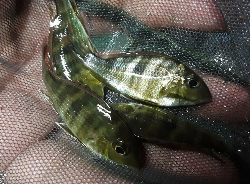 SPECTACULAR GEOPHAGUS RED HEAD TAPAJOS 1.5 INCHES RARE
