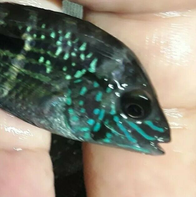 BEAUTIFUL GREEN TERROR CICHLID 2 TO 2.5"