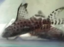 SYNODONTIS EUPTERUS 3/4 TO 1"