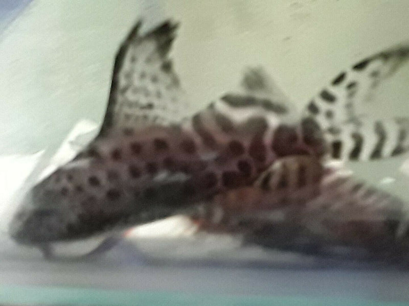 SYNODONTIS EUPTERUS 1 TO 1.5"