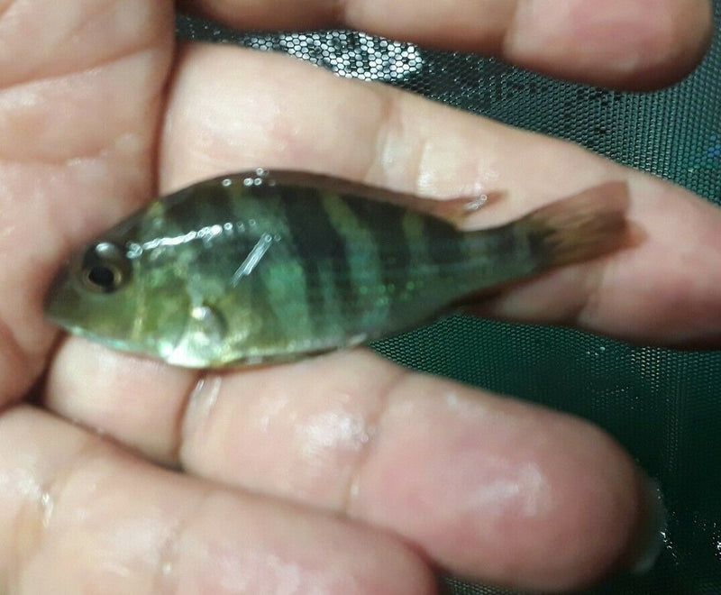 SPECTACULAR GEOPHAGUS RED HEAD TAPAJOS 1.5 INCHES RARE