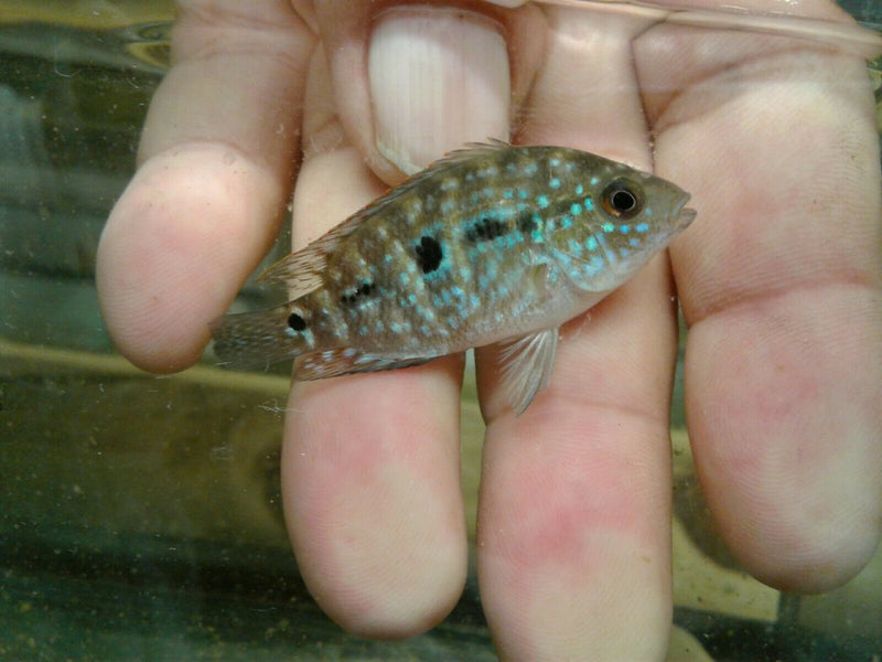 RED DRAGON FLOWERHORN CICHLID 1.5"
