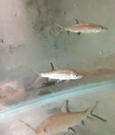 BALANTIOCHEILOS MELANOPTERUS 2" BALASHARK