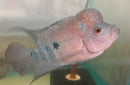 RED DRAGON FLOWERHORN CICHLID 1" UNSEXED