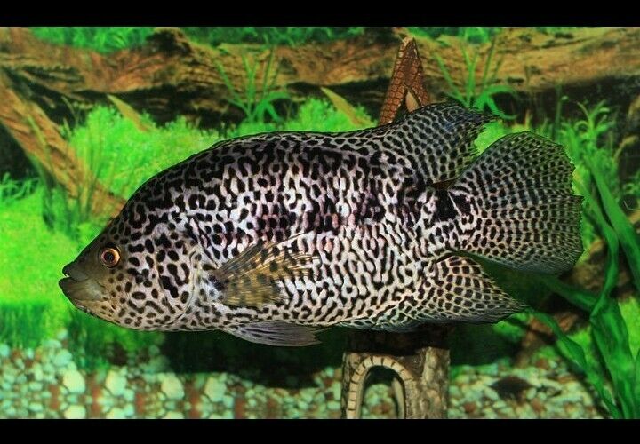 3 CENTRAL AMERICAN CICHLIDS: SYNSPILUM+ E.B. CARPINTIS + MANAGUENSE