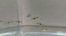 5 LARGE HARLEQUIN RASBORA (Trigonostigma heteromorpha)