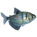 5 LONGFIN BLACK SKIRT TETRA (Gymnocorymbus ternetzi)