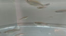 3 GREAT GIANT DANIO (Devario aequipinnatus)