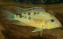 RED HUMP EARTHEATER GEOPHAGUS STEINDACHNERI CICHLID 1.5 to 2"