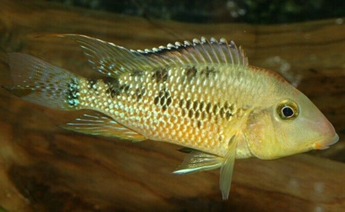 RED HUMP EARTHEATER GEOPHAGUS STEINDACHNERI CICHLID 1.5"