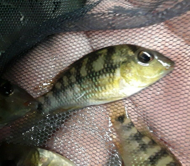 RED HUMP EARTHEATER GEOPHAGUS STEINDACHNERI CICHLID 1.5"