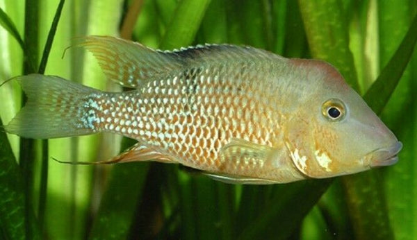 RED HUMP EARTHEATER GEOPHAGUS STEINDACHNERI CICHLID 2.5 TO 3"