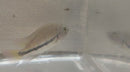 BEAUTIFUL & HEALTHY FENESTRATUS CICHLID 1.5  TO 2.0" (Vieja fenestrata)