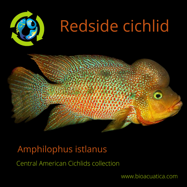 F1 ExCICHLASOMA ISTLANUM 2 INCH CENTRAL AMERICAN