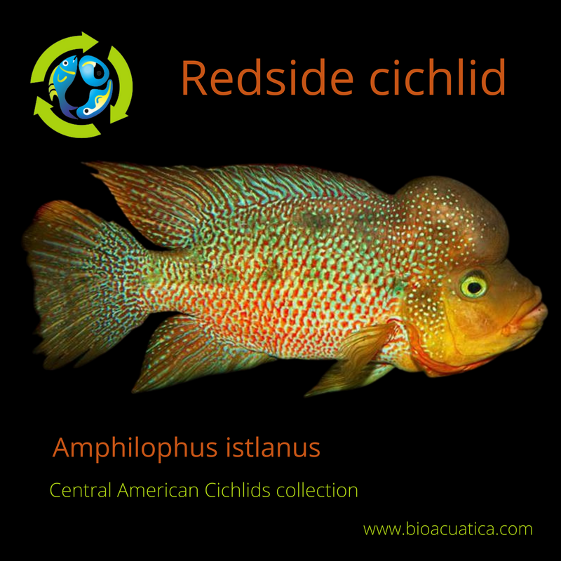 F1 ExCICHLASOMA ISTLANUM 2 INCH CENTRAL AMERICAN