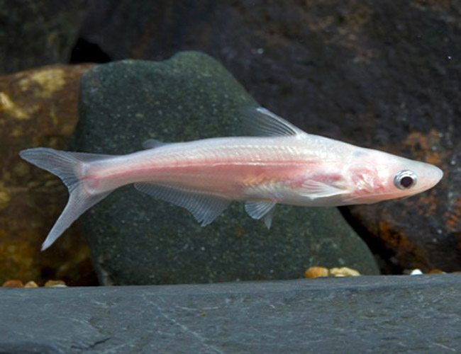 ALBINO IRIDESCENT SHARKMINOW CATFISH  2 INCHES (Pangasianodon hypophthalmus)