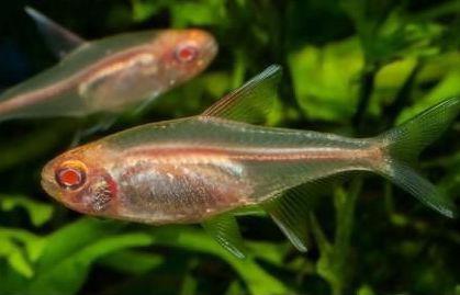 6 TETRA GLOW-LITE ALBINO Hemigrammus erythrozonus