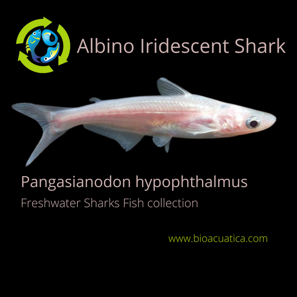 ALBINO IRIDESCENT SHARKMINOW CATFISH  2 INCHES (Pangasianodon hypophthalmus)