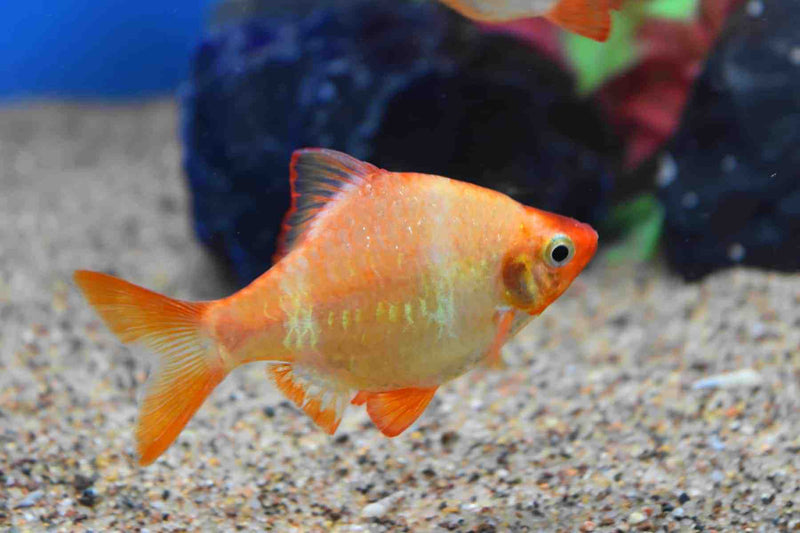 7 ALBINO TIGER BARB