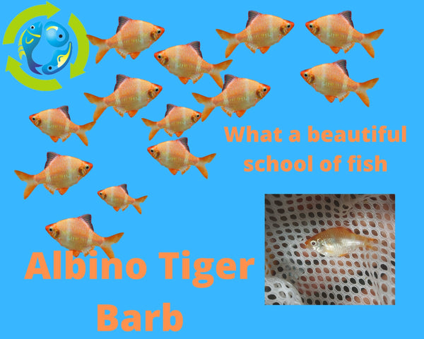 7 ALBINO TIGER BARB