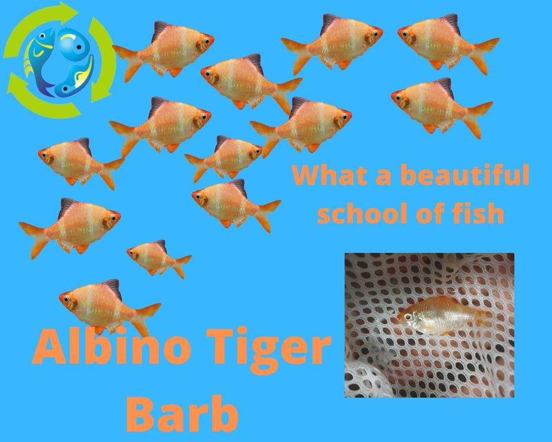 ALBINO TIGER BARB 1 TO 1.5 INCHES  (12 Pack) Free Shipping