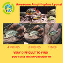 AWESOME AMPHILOPHUS LYONSI 2 INCHES
