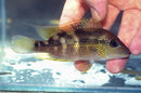 CRIBROHEROS BUSSINGI 2.75" CENTRAL AMERICAN CICHLID