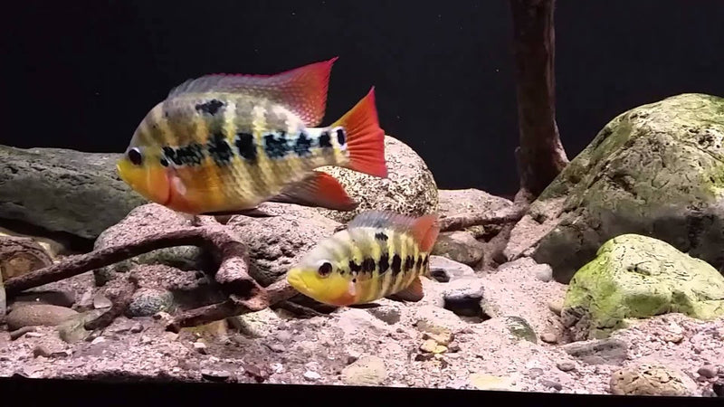 AWESOME AMPHILOPHUS LYONSI 2 INCHES