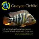 GREAT GUAYAS CICHLID 3 to 4  INCHES UNSEXED ( Amphilophus hogamooborum )
