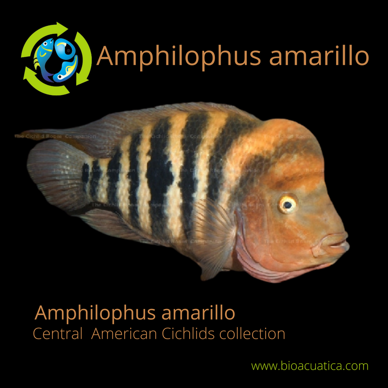 GREAT AMPHILOPHUS AMARILLO 3 INCHES ( Amphilophus amarillo )