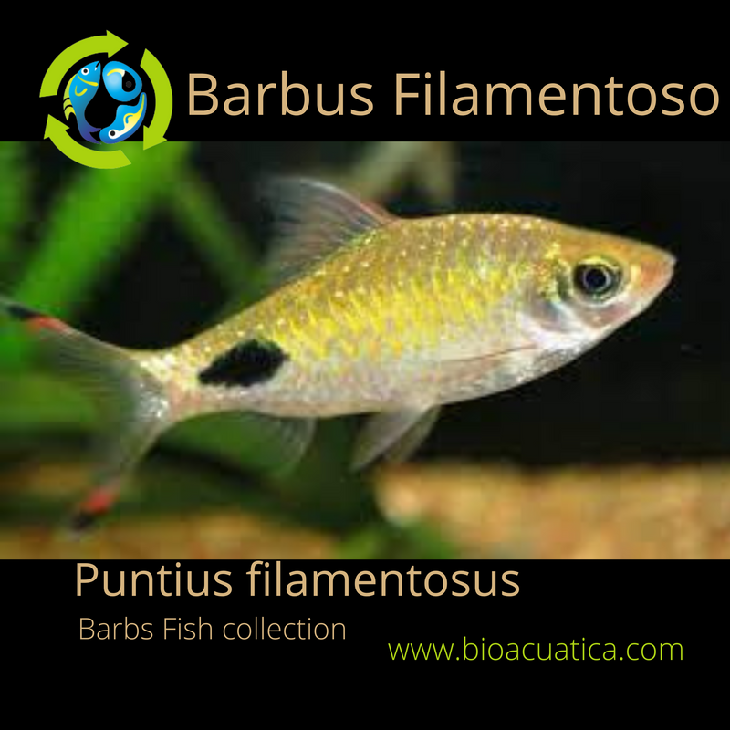 GREAT FILAMENTOSA BARB JUMBO 2.5 to 3 INCHES (Puntius filamentosus )