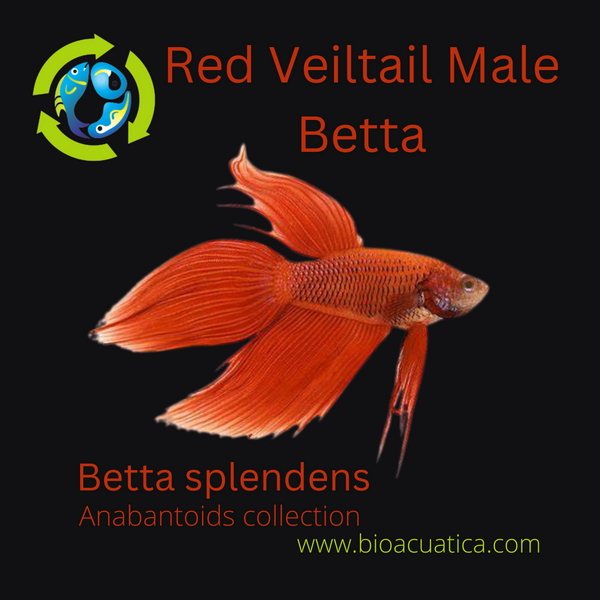 RED MALE VEILTAIL BETTA ( Betta splendens)