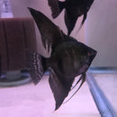 BEAUTIFUL BLACK ANGELFISH CICHLID (NICKEL BODY SIZE)