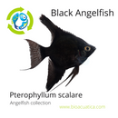 BEAUTIFUL BLACK ANGELFISH CICHLID SILVER DOLLAR BODY SIZE (Pterophyllum scalare)