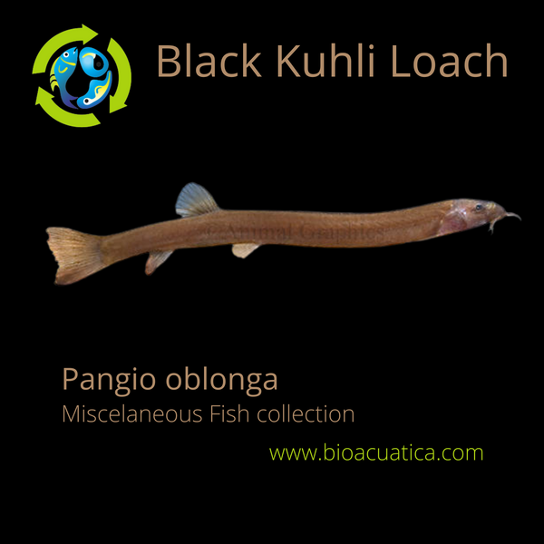 2 CUTE BLACK KUHLI LOACH (Pangio oblonga)