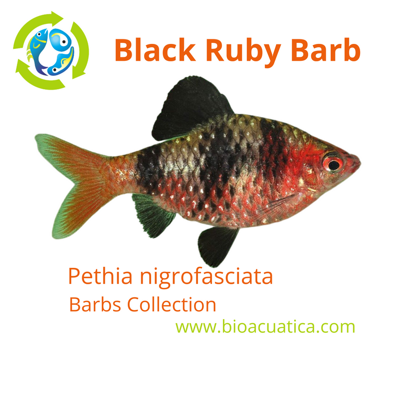 3 BEAUTIFUL BLACK RUBY BARBS UNSEXED (Pethia nigrofasciata)