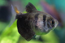 5 LONGFIN BLACK SKIRT TETRA (Gymnocorymbus ternetzi)