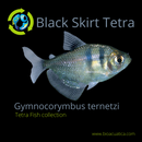 5 LONGFIN BLACK SKIRT TETRA (Gymnocorymbus ternetzi)