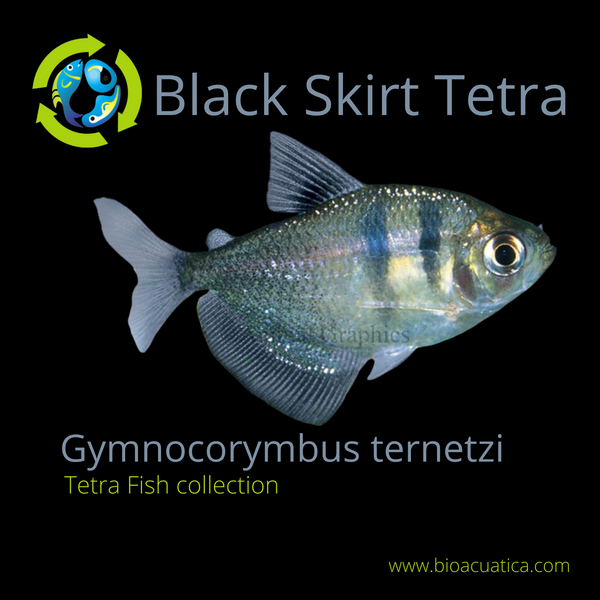 5 CUTE BLACK SKIRT TETRA LARGE  (Gymnocorymbus ternetzi)