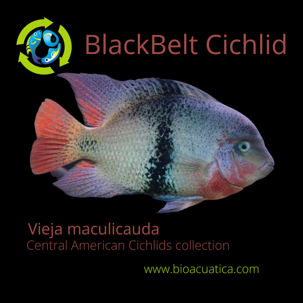 BEAUTIFUL BLACKBELT CICHLID 1.5 to 2 INCHES  UNSEXED (Vieja maculicauda)