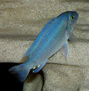 AWESOME BLUE COBALT AFRICAN CICHLID 1.5"
