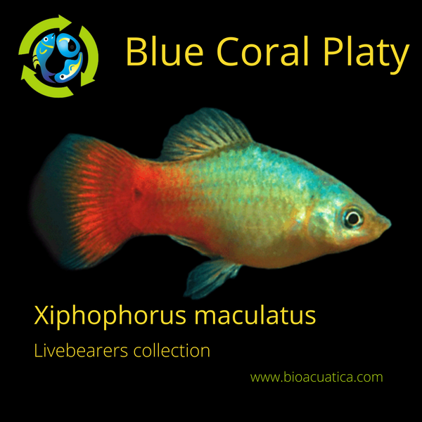 5 COLORFUL BLUE CORAL PLATY LIVEBEARER UNSEXED (Xiphophorus maculatus)
