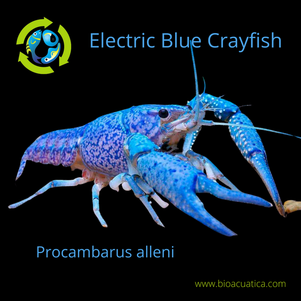 BEAUTIFUL ELECTRIC BLUE CRAYFISH MALE 1.5 to 2.0 INCHES