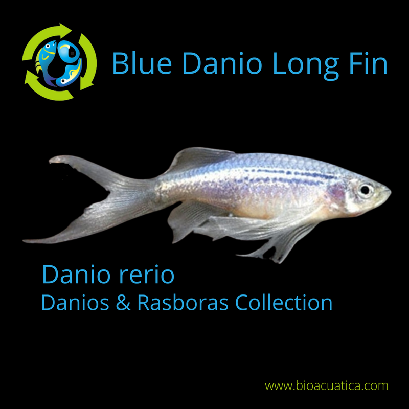 6 CUTE BLUE LONG FIN DANIO (Danio rerio)