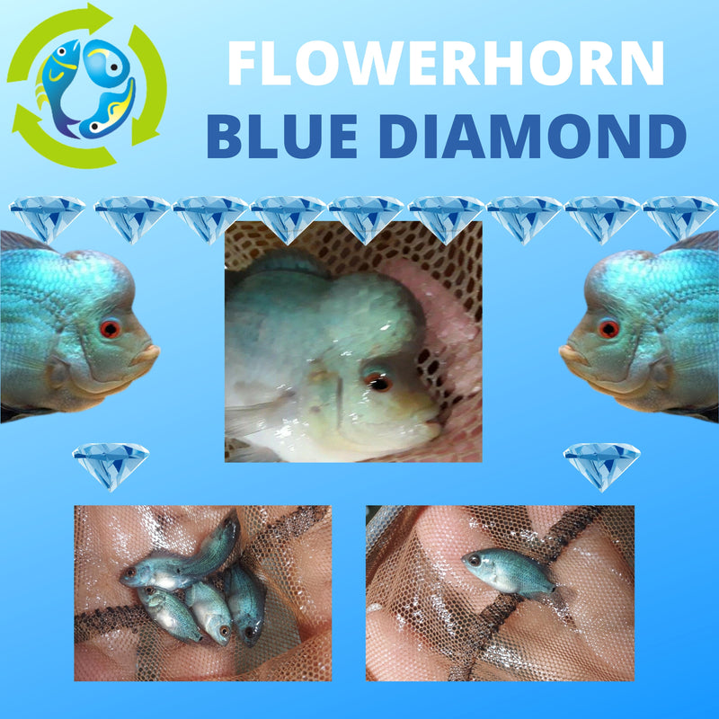 BLUE DIAMOND FLOWERHORN CICHLID 3/4" UNSEXED