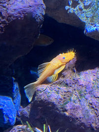 BEAUTIFUL BLUE EYE LEMON BRISTLENOSE ANCISTRUS 1 to 1.5 "