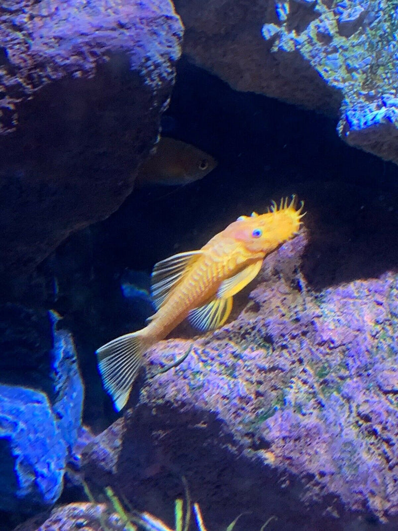 BEAUTIFUL BLUE EYE LEMON BRISTLENOSE ANCISTRUS 2.25 to 2.5"