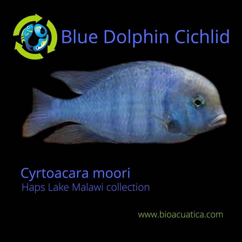 COLORFUL BLUE DOLPHIN CICHLID 1.5 TO 2 INCHES UNSEXED (Cyrtocara moorii)